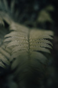 Close-up of wet plant