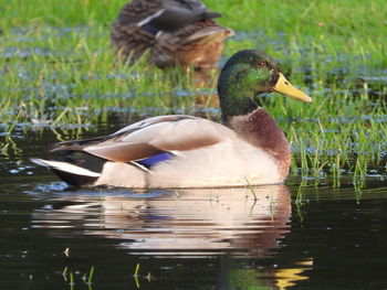 Ducks in a lake