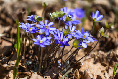 flowering plant