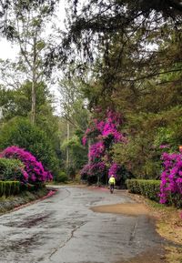 View of pink flowering plants in park