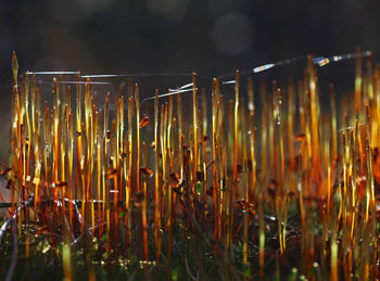 Close-up of wet moss at sunrise