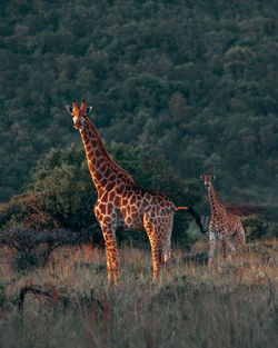 A mother giraffe and her calf shot in the waning minutes of golden hour