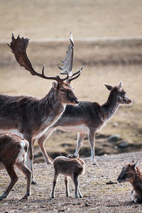 Deer standing in a field