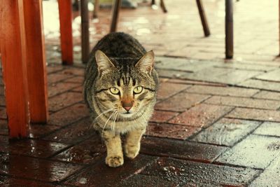 Portrait of cat by chairs on footpath