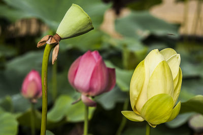 Close-up of yellow flower