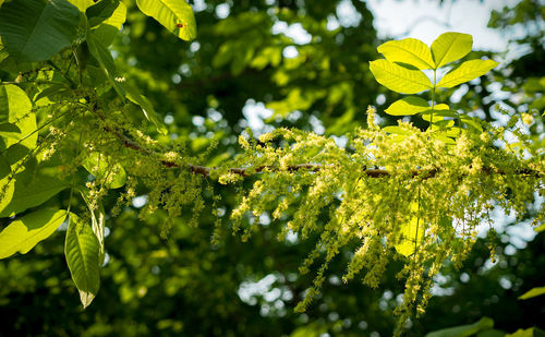 Close-up of yellow leaves on branch