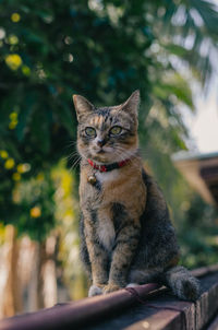 Adorable brown color domestic cat sitting and enjoy herself on fence of the house.