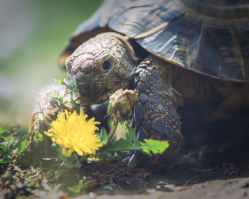 Close-up of turtle