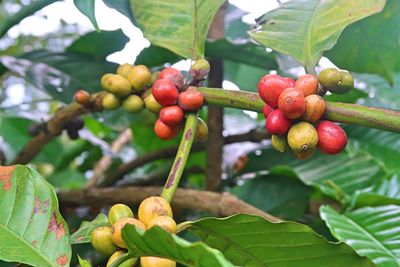 Close-up of cherries growing on tree