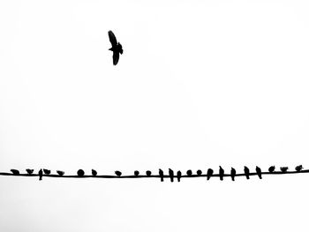 Low angle view of silhouette birds perching on cable against clear sky