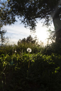 Close-up of fresh green plants on field against sky