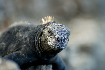 Close-up of lizard on rock