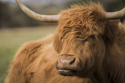 Close-up of a highland cow