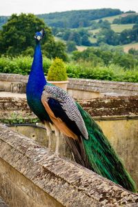 Close-up of peacock perching on wall