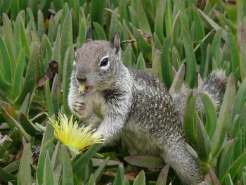 Close-up of squirrel