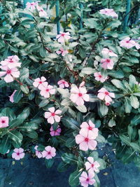 High angle view of pink flowering plants