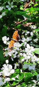 Close-up of butterfly pollinating on flower