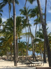 Palm trees against sky