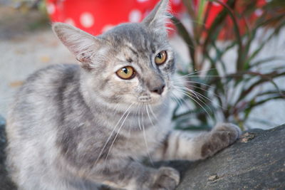 Close-up portrait of a cat