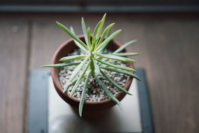 Close-up of potted plant on table