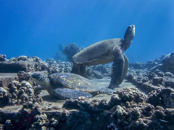 View of turtle swimming in sea