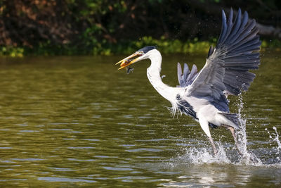 Gray heron in lake