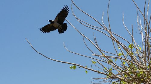 Low angle view of bird flying