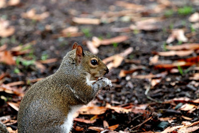 Close-up of squirrel on field