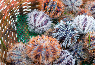 Sea urchin