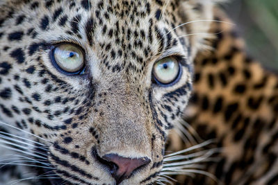 Close-up of leopard