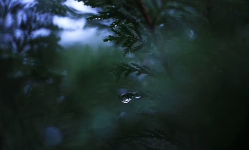 Close-up of raindrops on tree