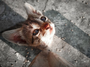 High angle view of cat looking up