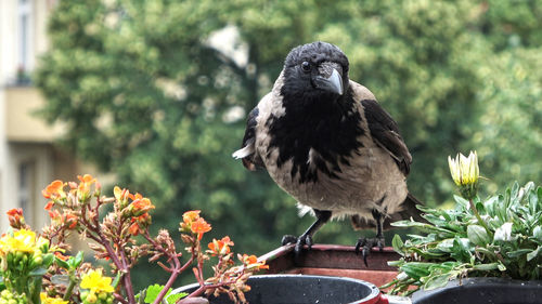 Close-up of bird perching on flower