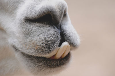 Close-up of a dog