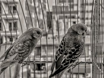 Close-up of birds in cage