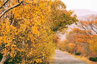 Road passing through forest