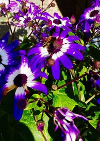 Close-up of purple flowers blooming outdoors