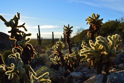 Close-up of cactus plants growing on field against sky