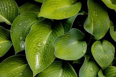 Close-up of wet leaves