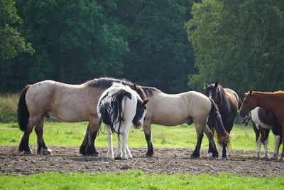 Horses standing on field