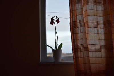 Close-up of flowers on window sill