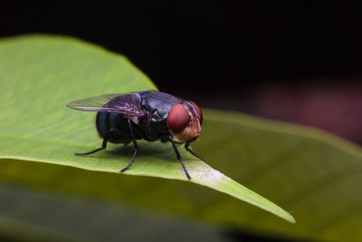 Close-up of fly on leaf