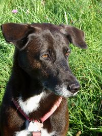 Portrait of dog on field