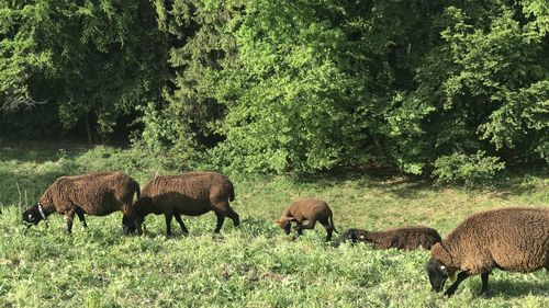 Sheep grazing in a field