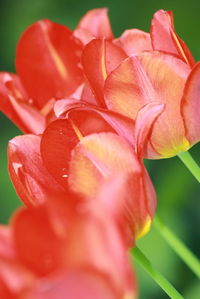 Close-up of pink rose flower