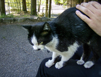 Close-up of hand feeding cat