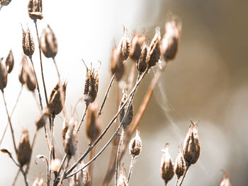 Close-up of dried flowers