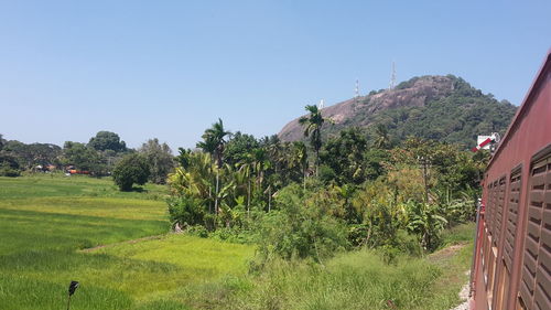 Trees on field against clear sky