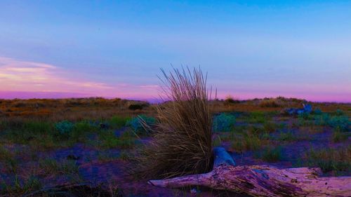 Scenic view of landscape against sky at sunset