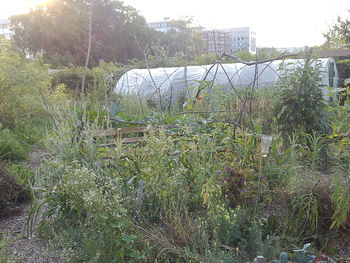 Plants growing on field seen through fence